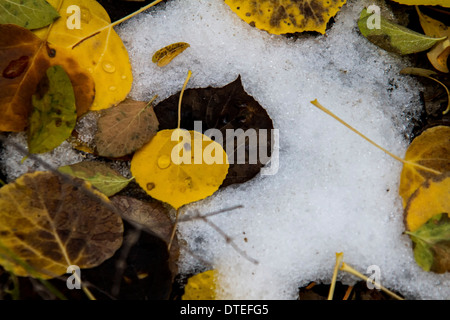 Espe Blätter im Schnee Stockfoto