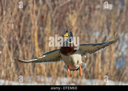 Stockente im Flug Stockfoto