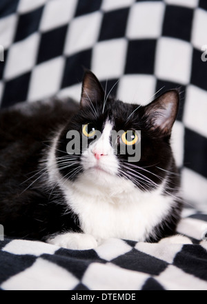 Schwarz und weiß "Smoking" Katze Stockfoto