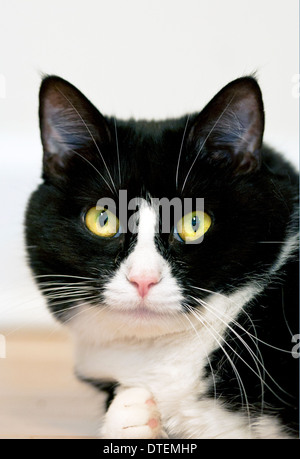 Schwarz und weiß "Smoking" Katze Stockfoto
