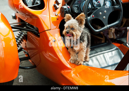 Ein Yorkshire-Terrier (Canis Lupus Familiaris) in einem Campagna T-Rex 14-RR drei Rädern Motorrad Cyclecar. Stockfoto