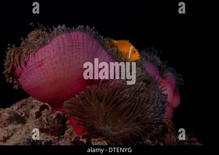 Blackfooted Anemonenfischen Amphiprion Nigripes in herrlichen Seeanemone, Heteractis Magnifica, Malediven Stockfoto