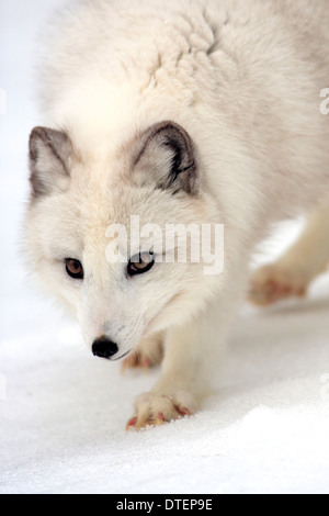 Arctic Fox / (Vulpes lagopus, Alopex lagopus) Stockfoto