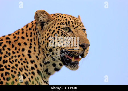 Afrikanischer Leopard, Sabi Sabi Game Reserve, Krüger Nationalpark, Südafrika / (Panthera Pardus) Stockfoto