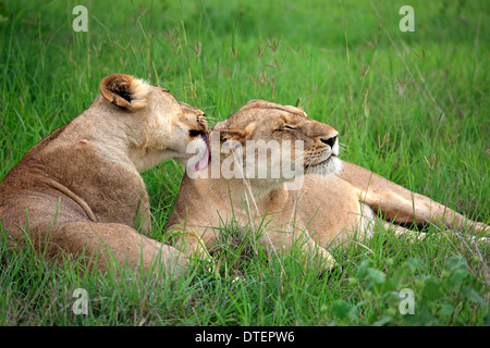 Afrikanische Löwen, Löwinnen, Sabi Sabi Game Reserve, Krüger Nationalpark, Südafrika / (Panthera Leo) Stockfoto