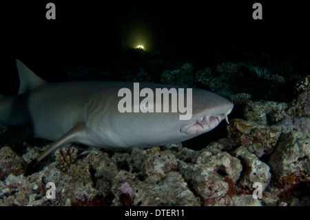 Tawny Ammenhai, Nebrius Ferrugineus, ruht auf Meeresboden, Vabbinfaru, Nord Male Atoll, Malediven Stockfoto