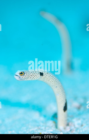 Gefleckte Garten Aal, Heteroconger Hassi, Malediven Stockfoto