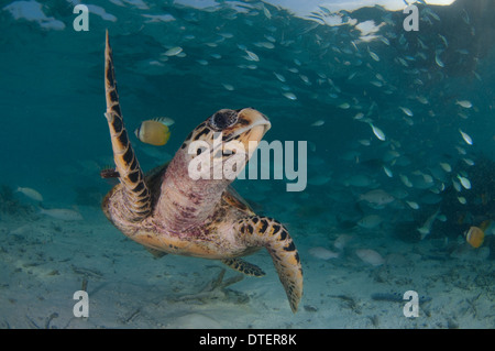 Tagged Hawksbill Turtle, Eretmochelys Imbricata, Blick in die Kamera, umgeben von Rifffischen, Vabbinfaru, Malediven Stockfoto