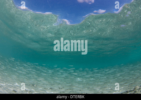 Große Schule von Bigeye Scad, Selar Crumenophthalmus im seichten Wasser, Krümmung, Süd-Malé-Atoll, Malediven Stockfoto