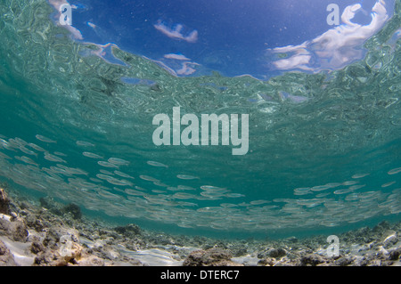 Große Schule von Bigeye Scad, Selar Crumenophthalmus im seichten Wasser, Krümmung, Süd-Malé-Atoll, Malediven Stockfoto