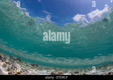 Große Schule von Bigeye Scad, Selar Crumenophthalmus im seichten Wasser, Krümmung, Süd-Malé-Atoll, Malediven Stockfoto