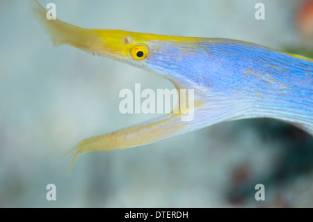 Männliche Ribbon Eel Rhinomuraena Quaesita, mit geöffnetem Mund, Portrait, Seitenansicht, Kandooma, Süd Male Atoll, Malediven Stockfoto