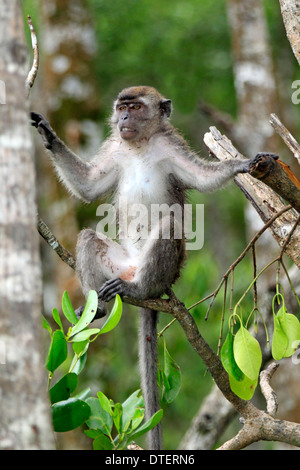 Long-Tailed Macaque, Labuk Bay, Sabah, Borneo, Malaysia / (Macaca Facicularis) / Krabben essen Makaken Stockfoto