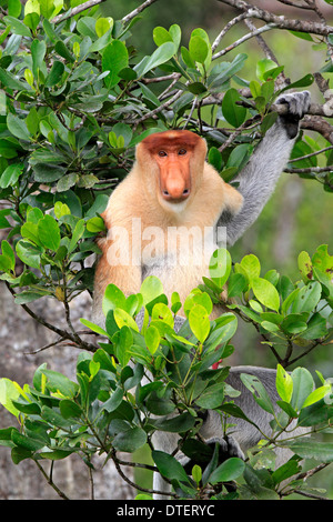 Nasenaffe, Männlich, Labuk Bay, Sabah, Borneo, Malaysia / (Nasalis Larvatus) Stockfoto