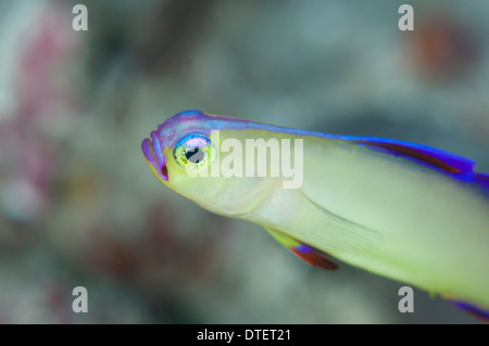 Violette Feuer-Grundel, Nemateleotris Decora, Profil, Süd-Malé-Atoll, Malediven Stockfoto