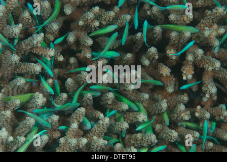 Blau-grüne Riffbarsche, Chromis Viridis, bergende in Steinkorallen. Kandooma Malediven. Stockfoto