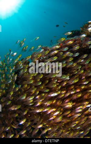 Große Schule der goldenen Kehrmaschine, beginnt Ransonneti, Profil, Süd-Malé-Atoll, Malediven Stockfoto