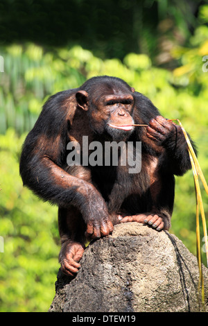 Schimpansen / (Pan Troglodytes) / Chimpy Stockfoto