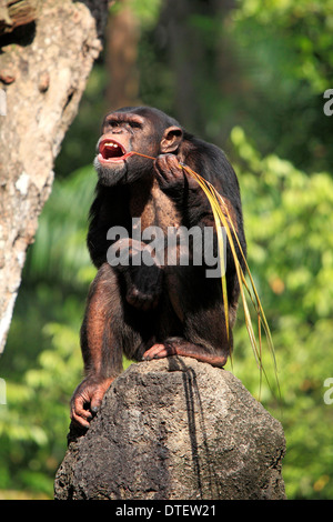 Schimpansen / (Pan Troglodytes) / Chimpy Stockfoto