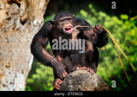 Schimpansen / (Pan Troglodytes) / Chimpy Stockfoto