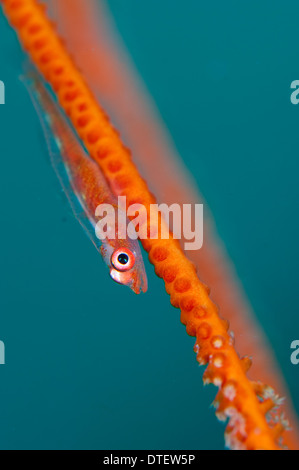 Großen Peitsche Grundel, Bryaninops Amplus am Meer Peitsche, Junceella SP., Profil, Süd-Malé-Atoll, Malediven Stockfoto