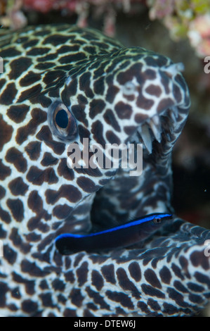 Blackspotted Muräne Gymnothorax Favagineus Nahaufnahme von Mund mit cleaner Wrasse, Süd Male Atoll, Malediven Stockfoto