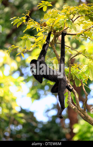 Black Spider Monkey / (Ateles Paniscus) Stockfoto