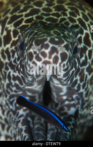 Blackspotted Muräne Gymnothorax Favagineus Nahaufnahme von Mund mit cleaner Wrasse, Süd Male Atoll, Malediven Stockfoto