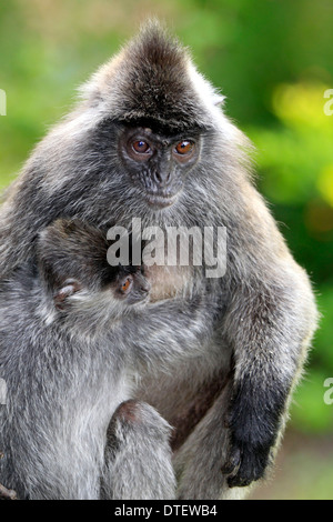 Versilbert Blatt Affen weibliche mit jungen Labuk Bay Sabah Borneo Malaysia / (Trachypithecus Cristatus Presbytis Cristatus) / Stockfoto