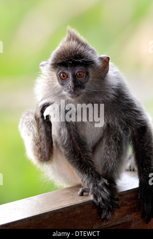 Versilbert Blatt Affen junge Labuk Bay Sabah Borneo Malaysia / (Trachypithecus Cristatus Presbytis Cristatus) / silbrig Languren Stockfoto