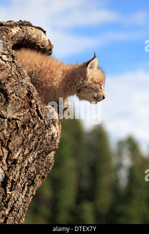 Kanadischer Luchs, Cub, 8 Wochen / (Lynx Lynx Canadensis, Felis Lynx Canadensis) / Silver Lynx Stockfoto