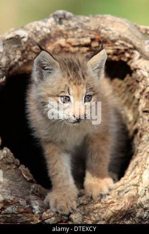 Kanadischer Luchs, Cub, 8 Wochen / (Lynx Lynx Canadensis, Felis Lynx Canadensis) / Silver Lynx Stockfoto