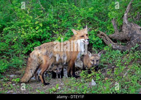 Amerikanische Rote Füchse, Weibchen mit jungen, 10 Wochen / (Vulpes Vulpes Fulva) Stockfoto