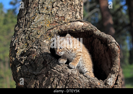 Bobcat, Jungtier, 8 Wochen, an Den / (Lynx Rufus, Felis Rufa) Stockfoto