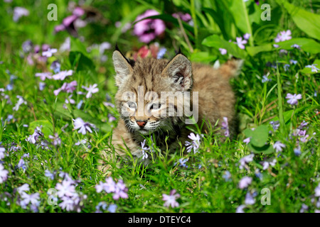 Bobcat, Jungtier, 8 Wochen / (Lynx Rufus, Felis Rufa) Stockfoto