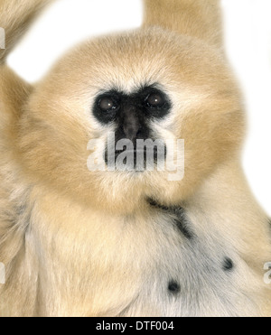 Hylobates Concolor, Schopfgibbon Stockfoto