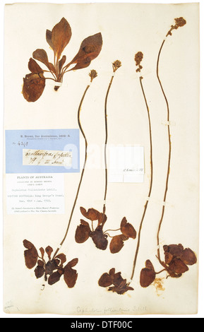 Cephalotus Follicularis Labill, Kannenpflanze