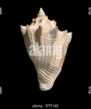 Athleta Luctator, fossile Meeresschnecke Stockfoto
