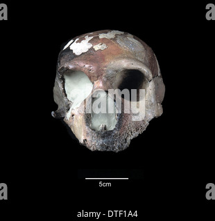 Homo Neanderthalensis Schädel (Guattari 1) Stockfoto