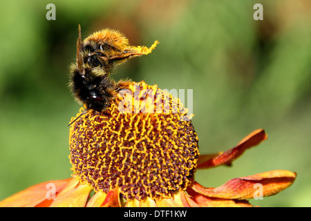 Buff tailed Bumble Bee Pollen sammeln/Fütterung auf ein helenium Blume ((2 von 4) Stockfoto