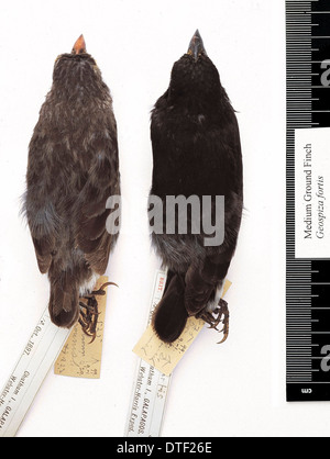 Geospiza fortis, Boden Medium finch Stockfoto