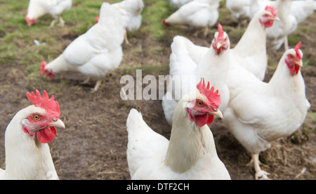 Mehrere weiße Huhn zu Fuß auf der Wiese Stockfoto