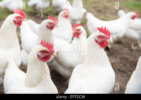 Mehrere weiße Huhn zu Fuß auf der Wiese Stockfoto