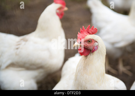 Mehrere weiße Huhn zu Fuß auf der Wiese Stockfoto