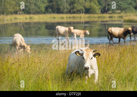 Piemonteser Rinder Kühe trinken in Natur See Stockfoto