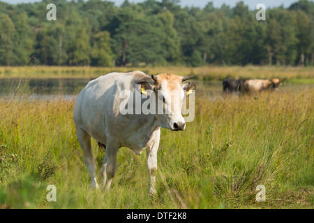 Piemonteser Rinder Kühe trinken in Natur See Stockfoto