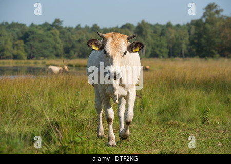 Piemonteser Rinder Kühe trinken in Natur See Stockfoto