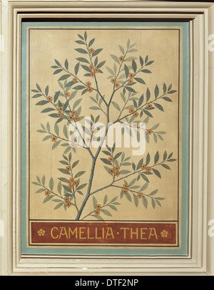 Camellia Thea, Tee Stockfoto