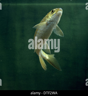 Cyprinus Carpio, Koi-Karpfen Stockfoto