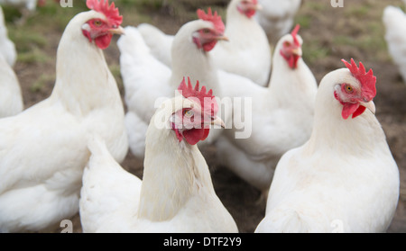 Mehrere weiße Huhn zu Fuß auf der Wiese Stockfoto